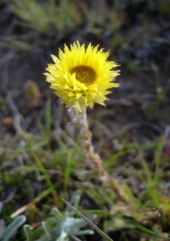 Helichrysum aureum